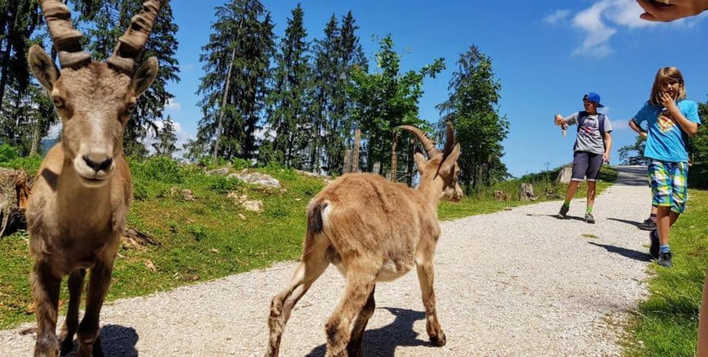 APARTMENT WILD - im Skigebiet Gerlitzen&Ossiacher See Bodensdorf Exterior foto